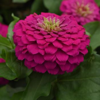 Zinnia elegans Zesty™ '' (158228)