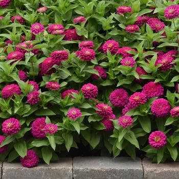 Zinnia elegans Zesty™ '' (158229)