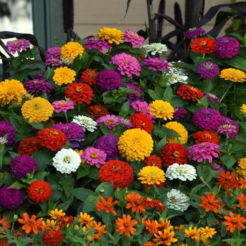 Zinnia elegans Zesty™ '' (158235)