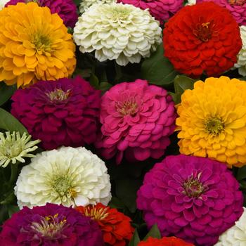 Zinnia elegans Zesty™ '' (158236)