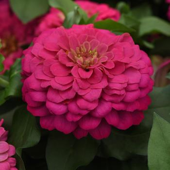 Zinnia elegans Zesty™ 'Pink' (158238)