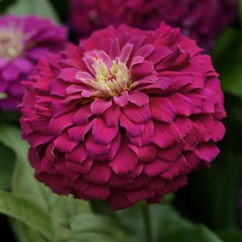 Zinnia elegans Zesty™ 'Purple' (158240)