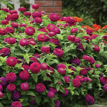 Zinnia elegans Zesty™ 'Purple' (158241)