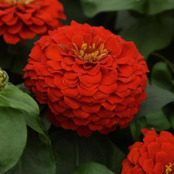 Zinnia elegans Zesty™ 'Scarlet' (158243)