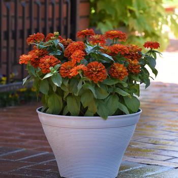 Zinnia elegans Zesty™ 'Scarlet' (158244)