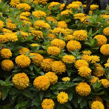 Zinnia elegans Zesty™ 'Yellow' (158247)