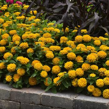 Zinnia elegans Zesty™ 'Yellow' (158248)