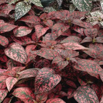 Hypoestes phyllostachya 'Red' 