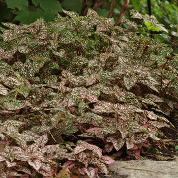 Hypoestes phyllostachya 'Rose' 