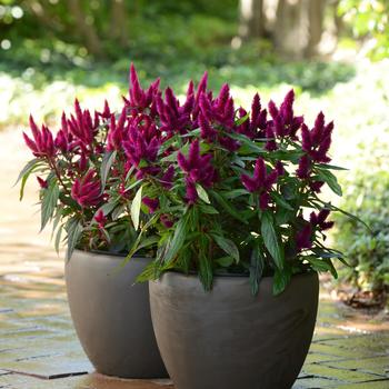 Celosia spicata Intenz™ '' (158286)