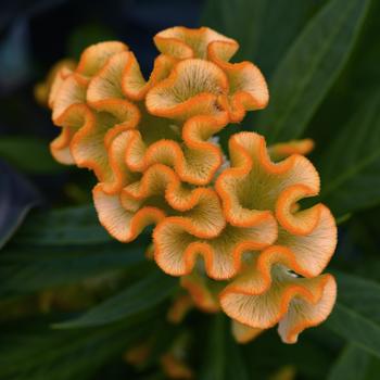 Celosia cristata 'Twisted Yellow Improved' (158288)