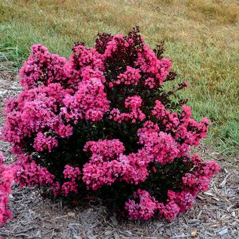 Lagerstroemia indica Barista® 'Brew Ha Ha' (158326)