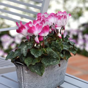 Cyclamen persicum Indiaka® 'Magenta' (158330)