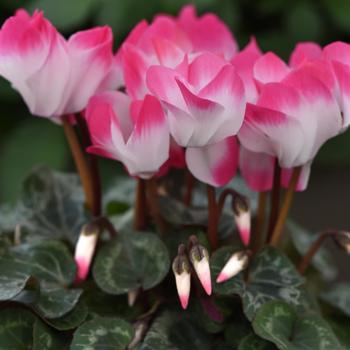 Cyclamen persicum Indiaka® 'Rose' (158333)