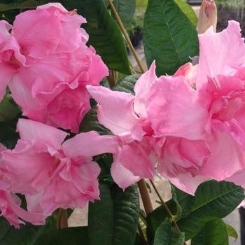 Mandevilla Summer Romance™ 'Double Pink' (158345)