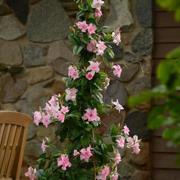 Mandevilla Summer Romance™ 'Double Pink' (158347)