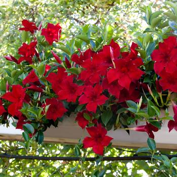 Mandevilla sanderi 'Dundee Red' (158376)