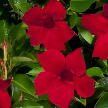 Mandevilla sanderi 'Dundee Red' (158377)