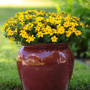 Bidens ferulifolia 'Sun Drop Improved' (158389)