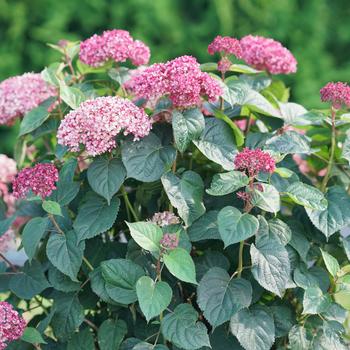 Hydrangea arborescens 'Invincibelle Garnetta®' (158585)