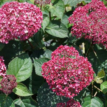 Hydrangea arborescens 'Invincibelle Garnetta®' (158587)