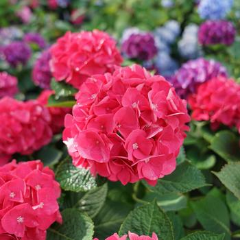 Hydrangea macrophylla 'Wee Bit Giddy®' (158591)