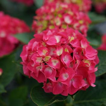 Hydrangea macrophylla 'Wee Bit Giddy®' (158592)