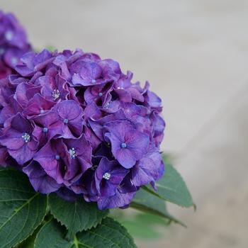 Hydrangea macrophylla Wee Bit Grumpy® '' (158593)