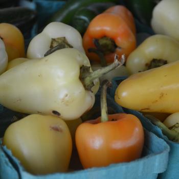 Capsicum annuum 'Caribe' (158944)