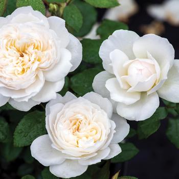 Rosa 'Bolero™' (159046)