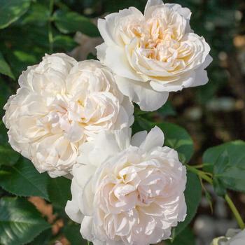 Rosa 'Bolero™' (159047)