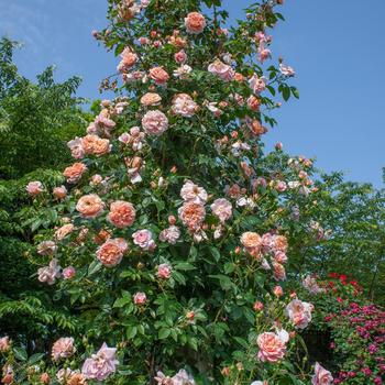 Rosa 'Colette™' (159049)