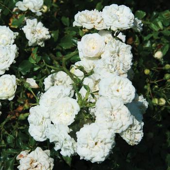 Rosa 'Icy Drift®' (159055)