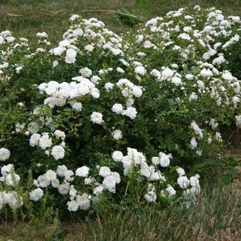 Rosa 'Icy Drift®' (159056)