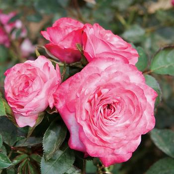 Rosa Sunblaze® 'Baby Paradise™' (159071)