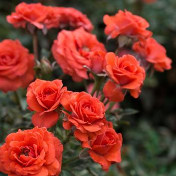 Rosa Sunblaze® '' (159087)