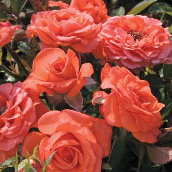 Rosa Sunblaze® '' (159088)