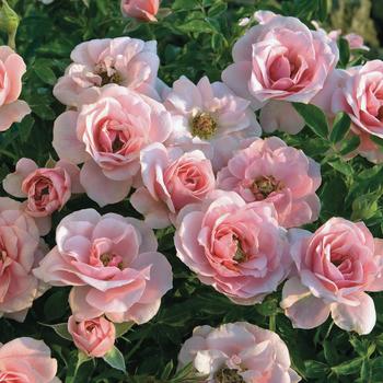 Rosa Sunblaze® '' (159090)