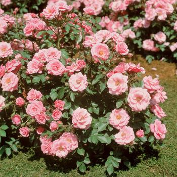 Rosa Sunblaze® '' (159091)