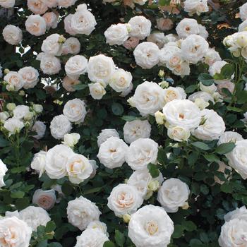 Rosa 'White Eden®' (159098)