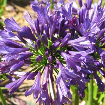 Agapanthus praecox Straight A® 'Purple Delight' (159255)