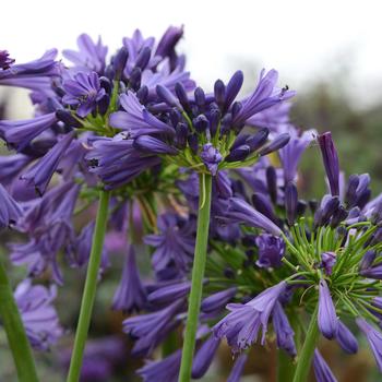 Agapanthus praecox Straight A® 'Purple Delight' (159256)