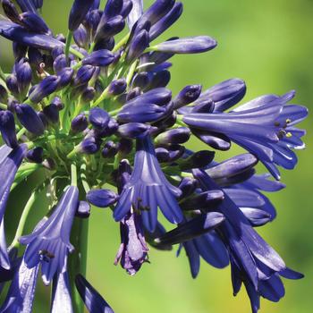 Agapanthus praecox Straight A™ 'Blue Bayou' (159259)