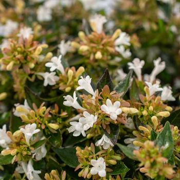 Peach Perfection® Abelia - Star® Roses and Plants