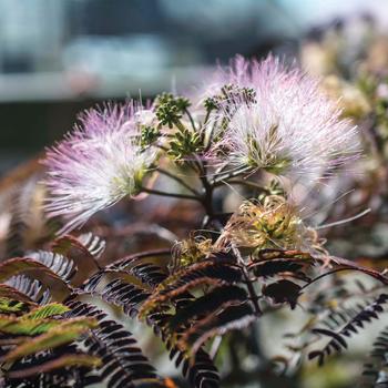 Albizia julibrissin 'Chocolate Fountain™' (159265)