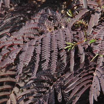 Albizia julibrissin 'Summer Chocolate' (159269)