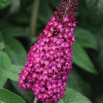 Buddleia 'CranRazz™' (159279)