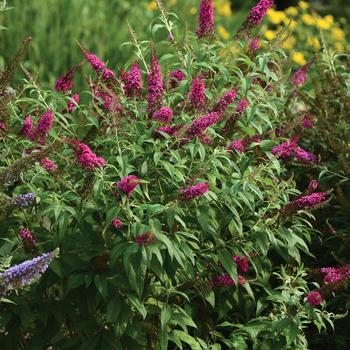 Buddleia 'CranRazz™' (159280)