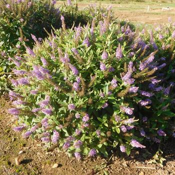 Buddleia davidii Dapper® '' (159460)