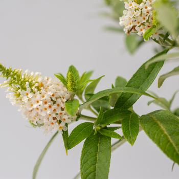 Buddleia davidii Dapper® '' (159464)